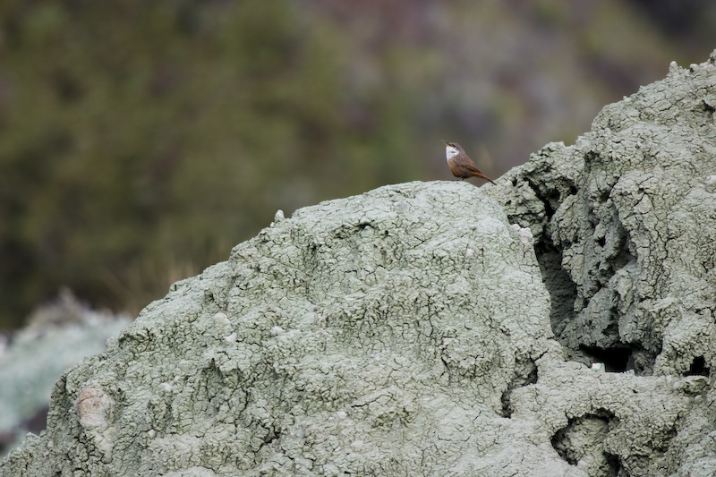 Canyon Wren